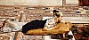 Sir Lawrence Alma-Tadema - Water Pets.JPG